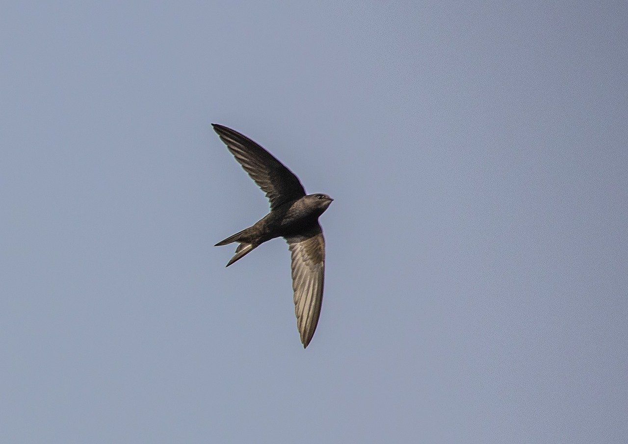 A single swift flying in the air with a cloudless sky behind.