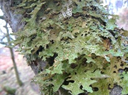 Tree lungwort (Plantlife)
