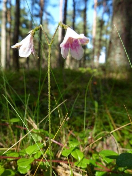 Image of a twinflower