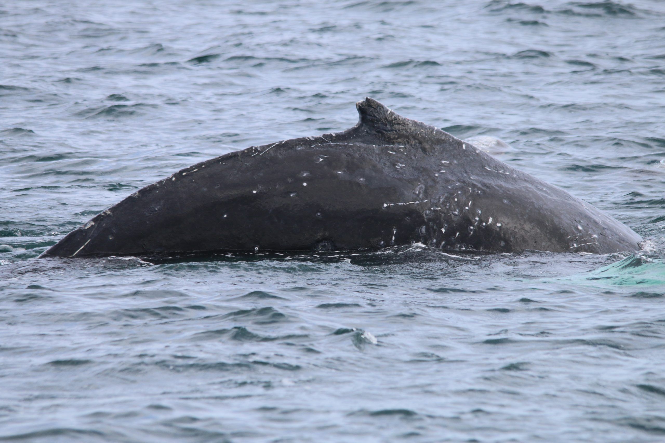 Image of a breaching humpbakc whale. Only its dorsal fin is visible.