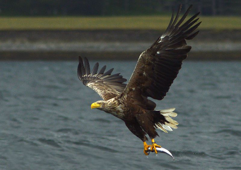 White-tailed Eagle CC 2.0 Jacob Spinks 2