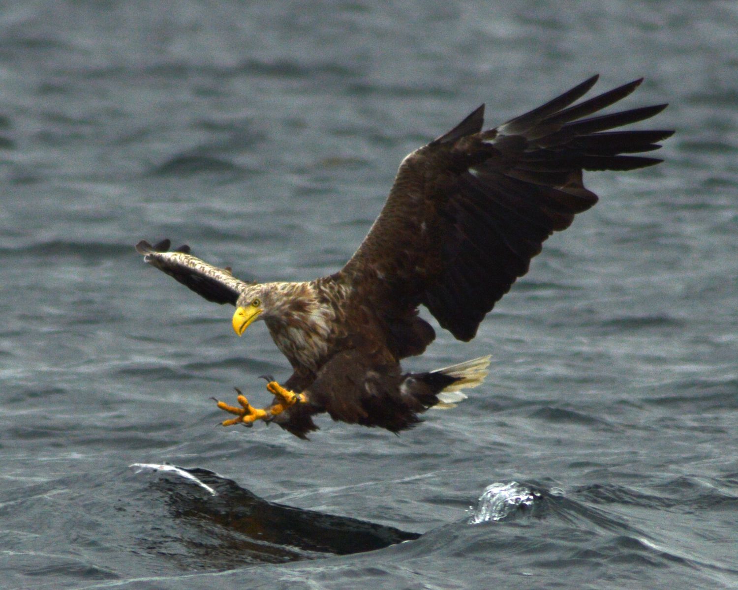 White-tailed Eagle CC 2.0 Jacob Spinks