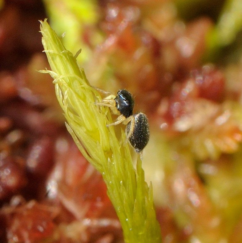 Image of a Bog Sun-jumper Spider resting on a piece of sphagnum moss
