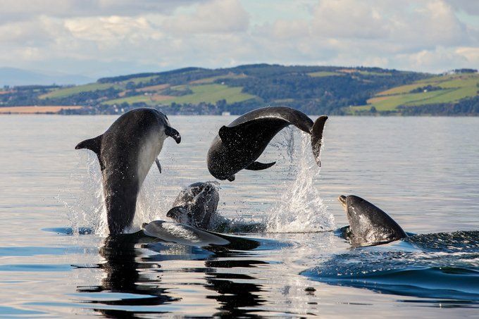 bottlenose dolphin (C) Charlie Philips