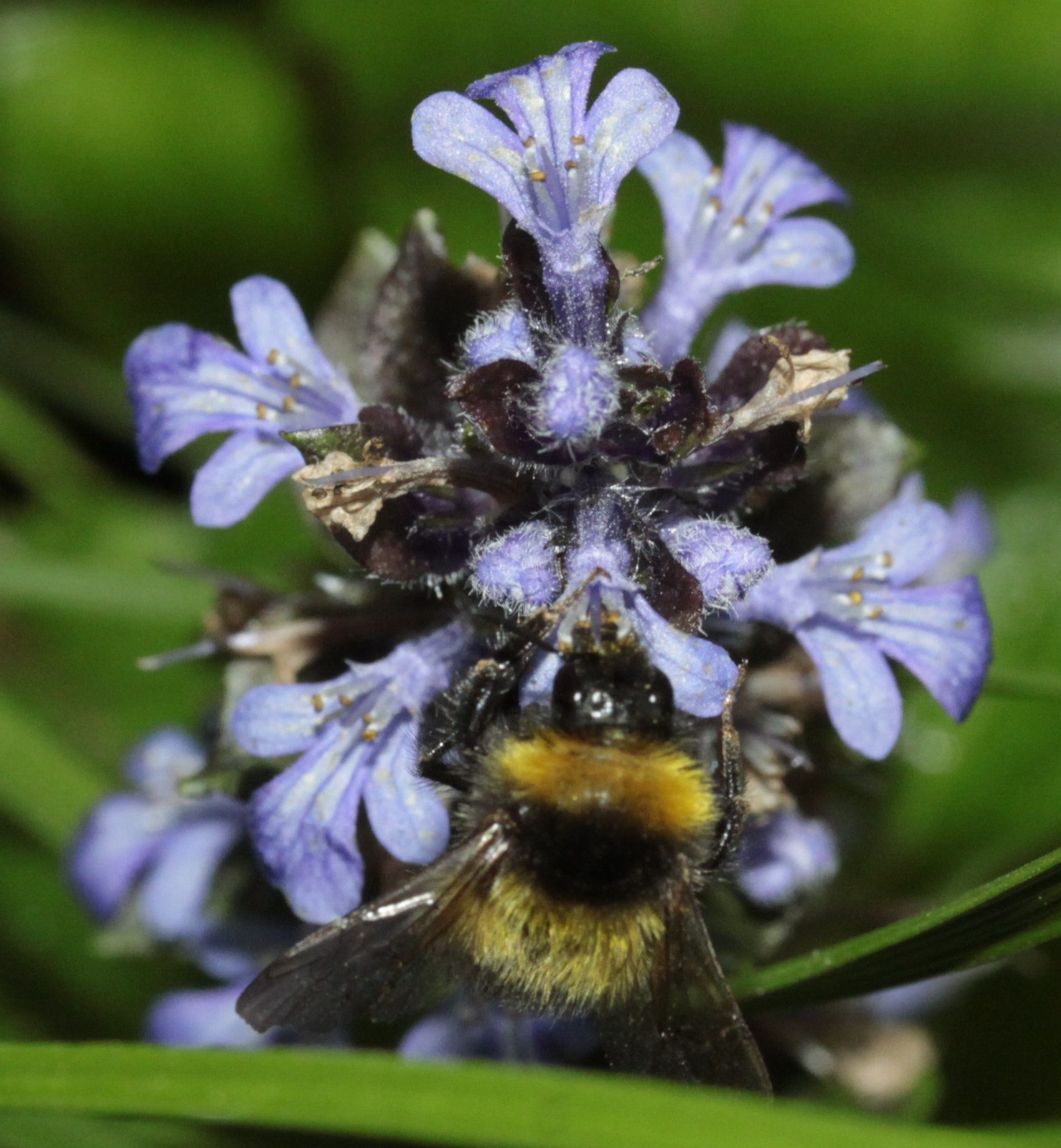 garden bumblebee 2 BSCG Gus Jones