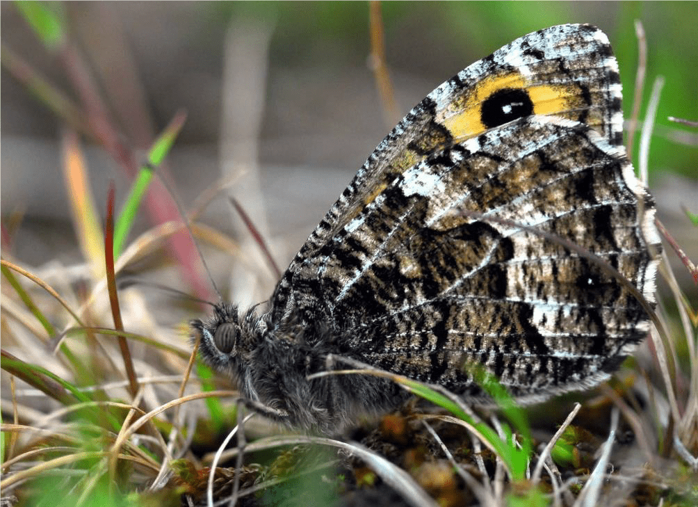 grayling butterfly