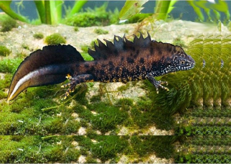Image of a Great Crested Newt swimming side-on through a pond