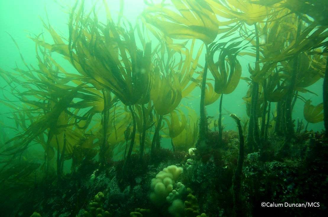 kelp-forest-aspect-ratio-540x358