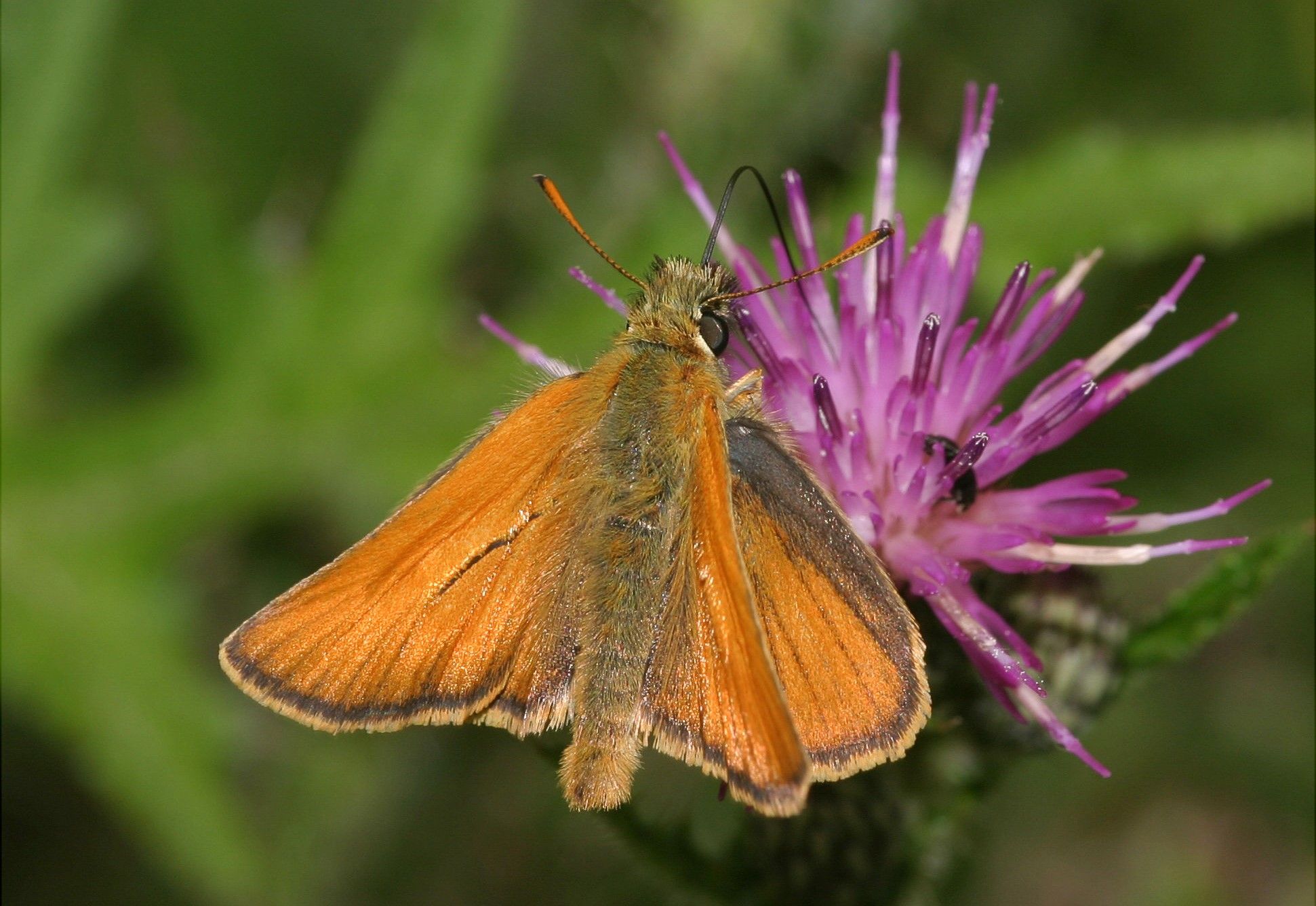 small skipper