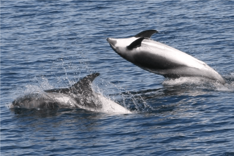 white beaked dolphin