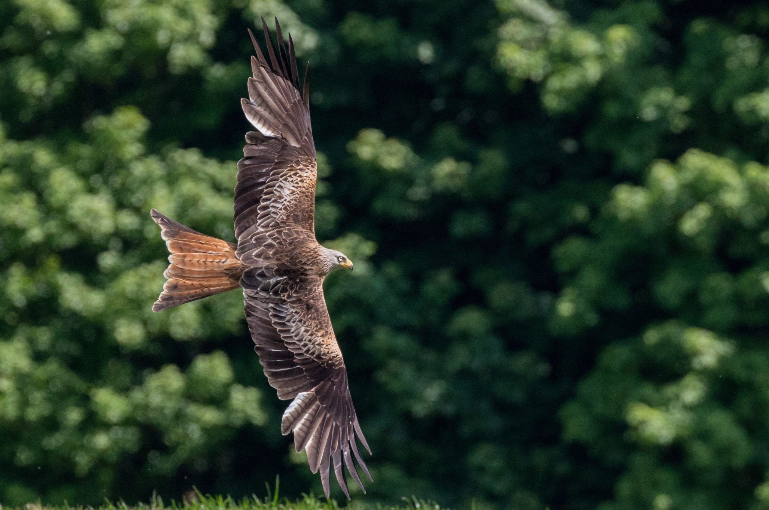 RedKite_Sandra-Graham-aspect-ratio-540x358