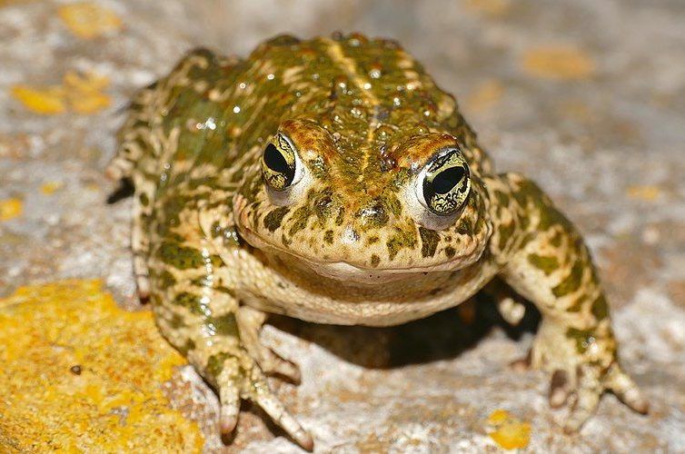 Natterjack-Toad-aspect-ratio-540x358