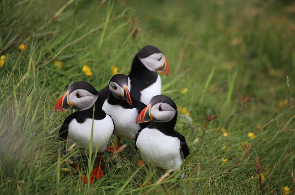 Image courtesy Sandra Graham Puffins