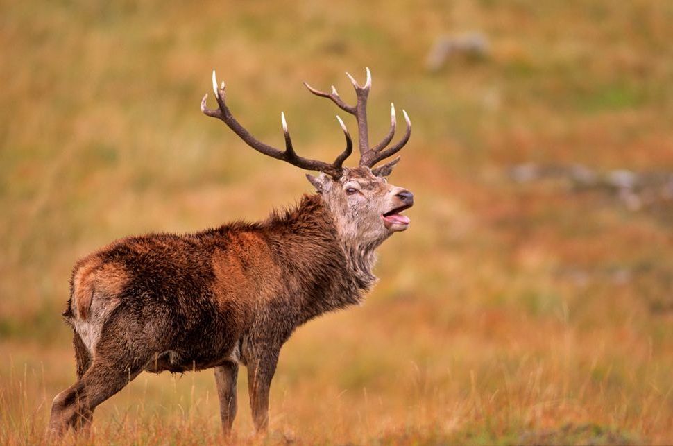 red-deer-aspect-ratio-540x358