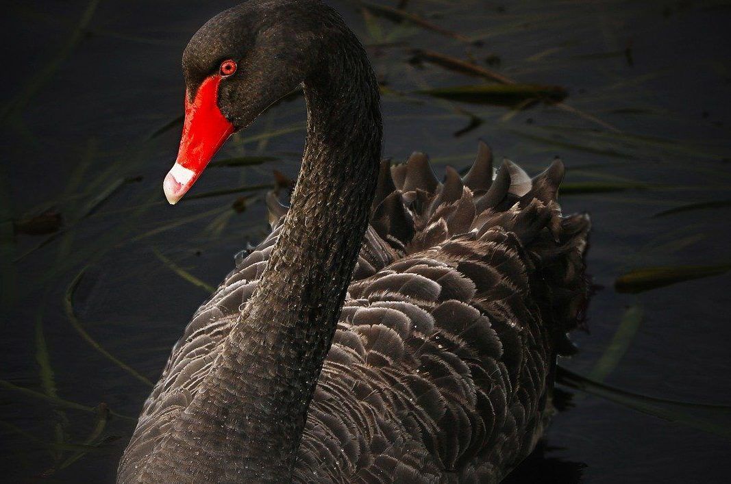 black-swan-122983_1920-aspect-ratio-540x358