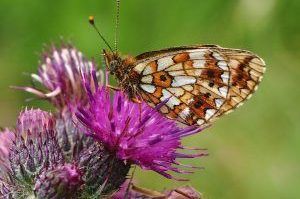 Small-Pearl-bordered-Fritillary-300x278-aspect-ratio-540x358