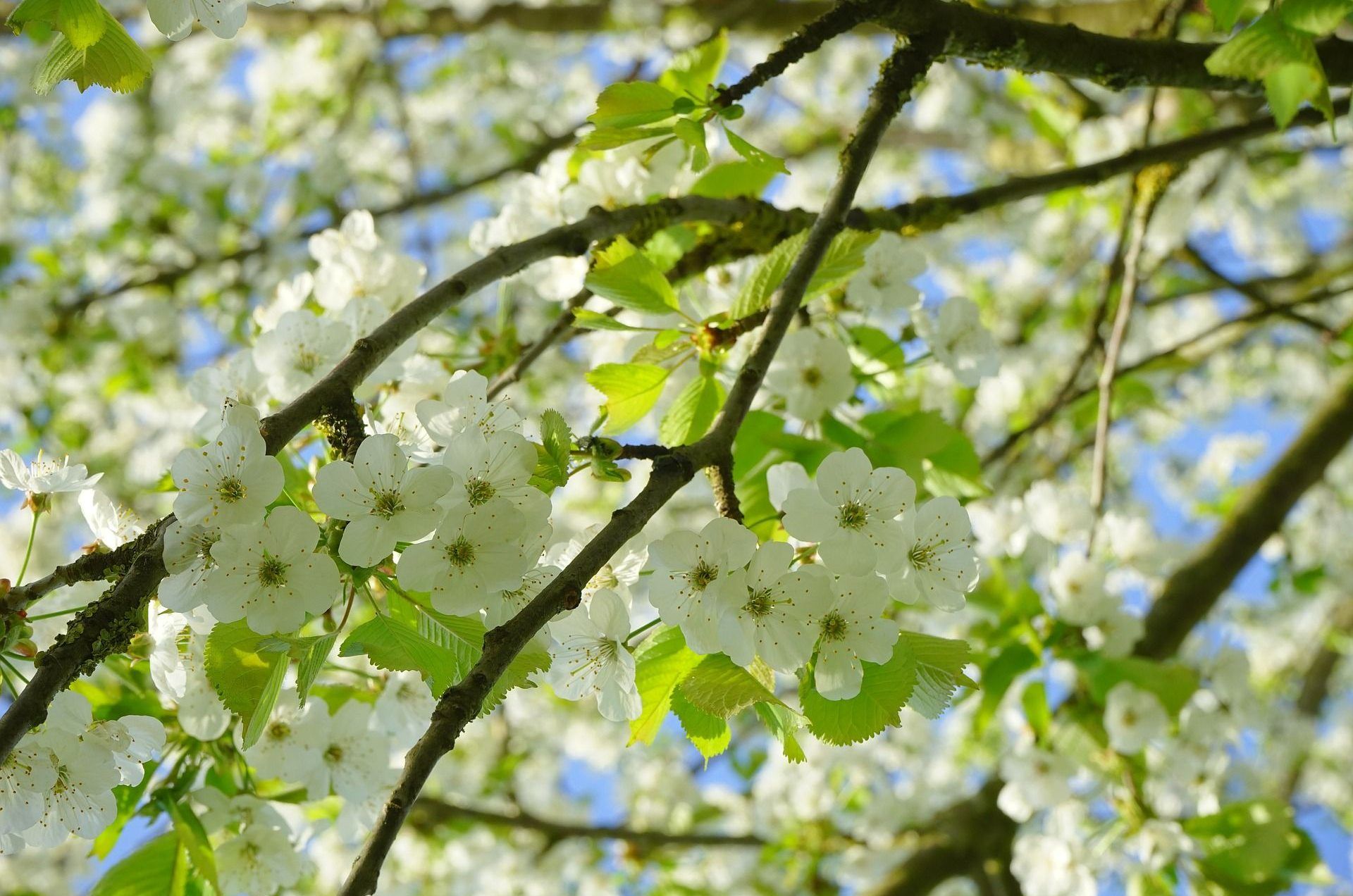 cherry-blossoms-324547_1920-aspect-ratio-540x358