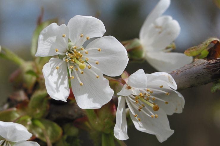 wild-cherry-flowers-740x555-aspect-ratio-540x358