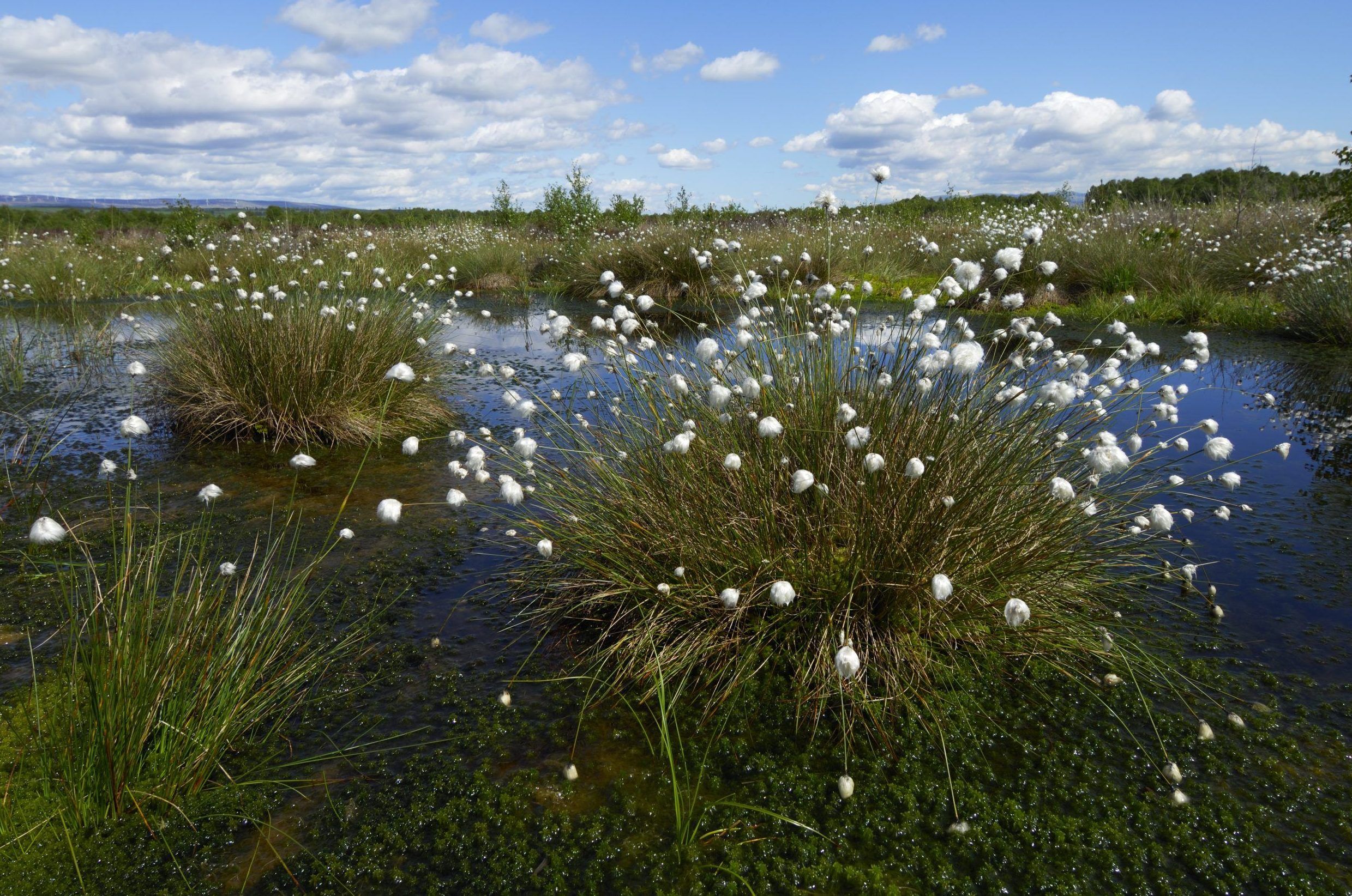 Bog-cotton-Flanders-Moss_SNH-Flickr-scaled-aspect-ratio-540x358