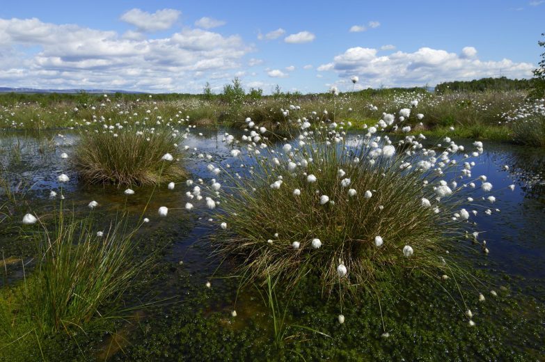 Bog cotton Flanders Moss_SNH Flickr