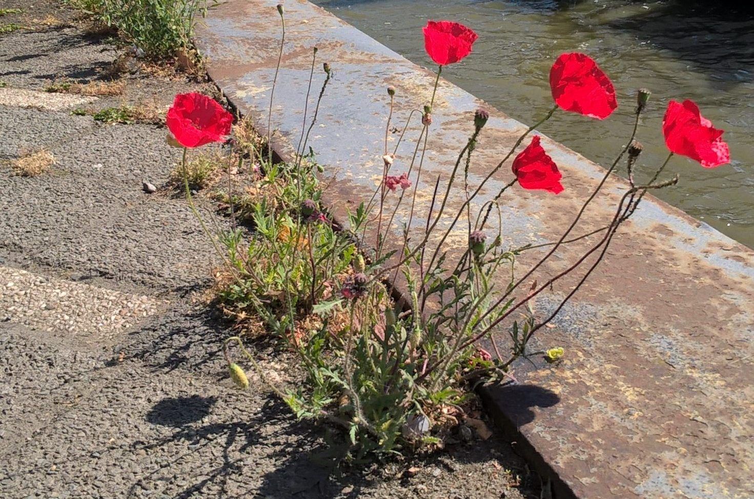 Poppies-Rotterdam-D-Long-3-1-scaled-aspect-ratio-540x358