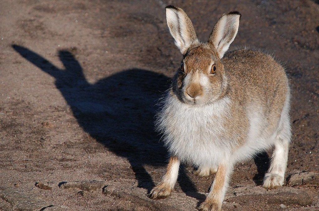 Mountain-Hare-aspect-ratio-540x358