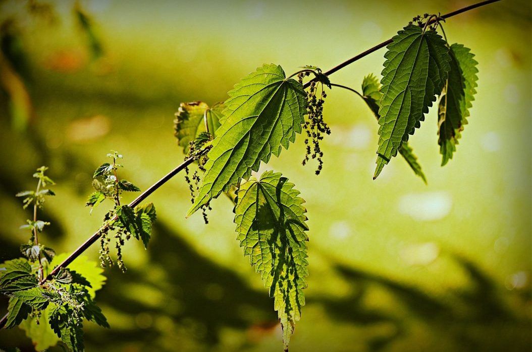 stinging-nettle-3961417_1920-e1602084832347-aspect-ratio-540x358