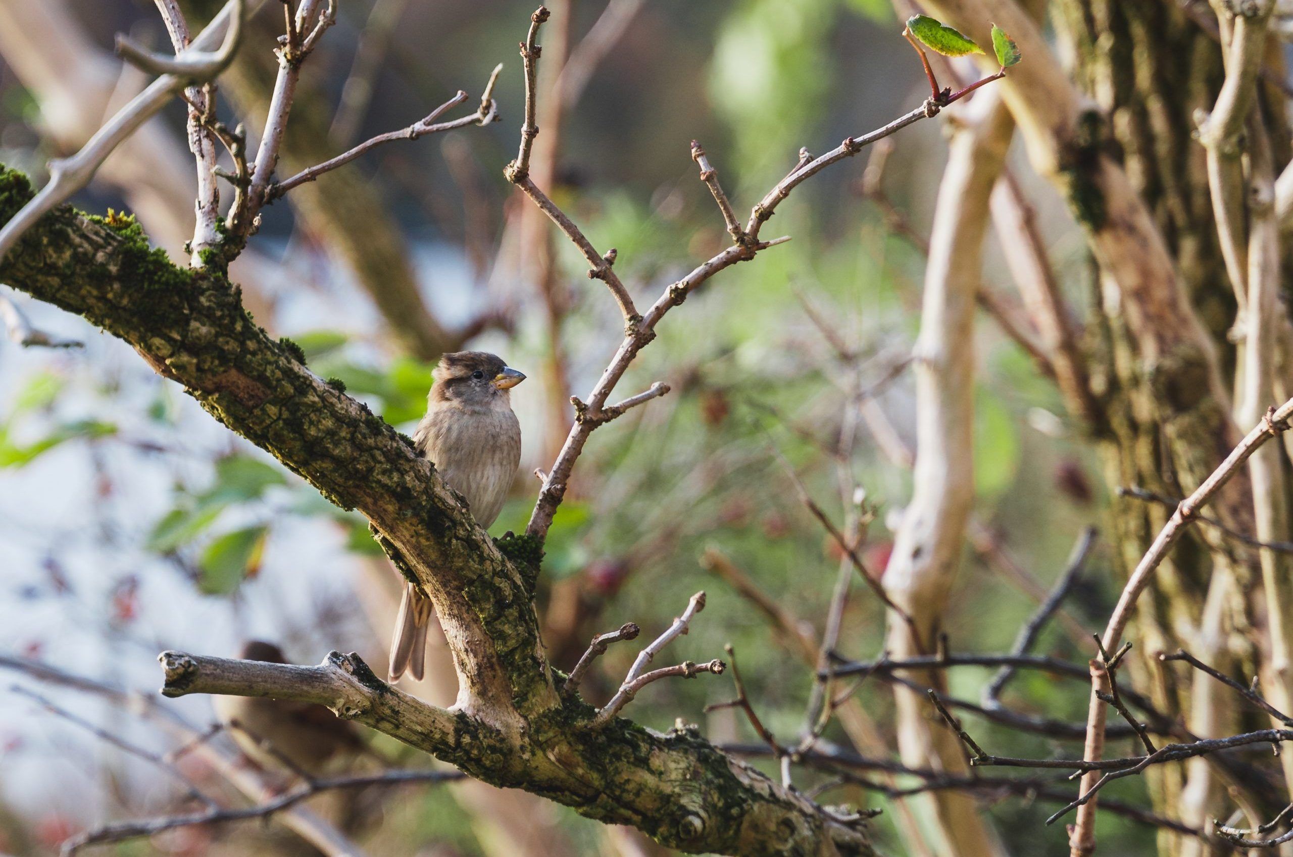 House-Sparrow-©-Mae-Mackay-scaled-aspect-ratio-540x358