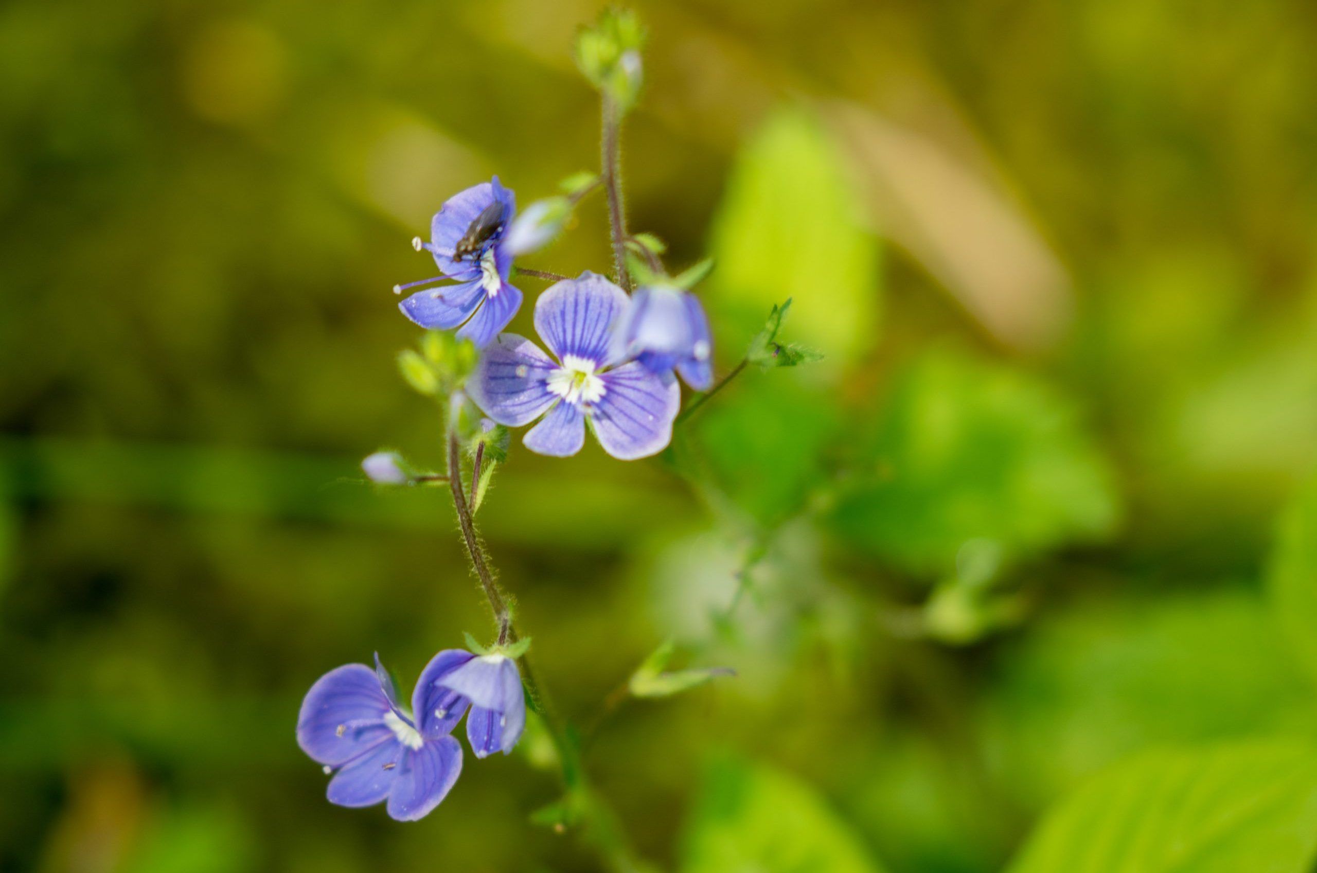 pencaitland-flower-Sandra-Graham-scaled-aspect-ratio-540x358