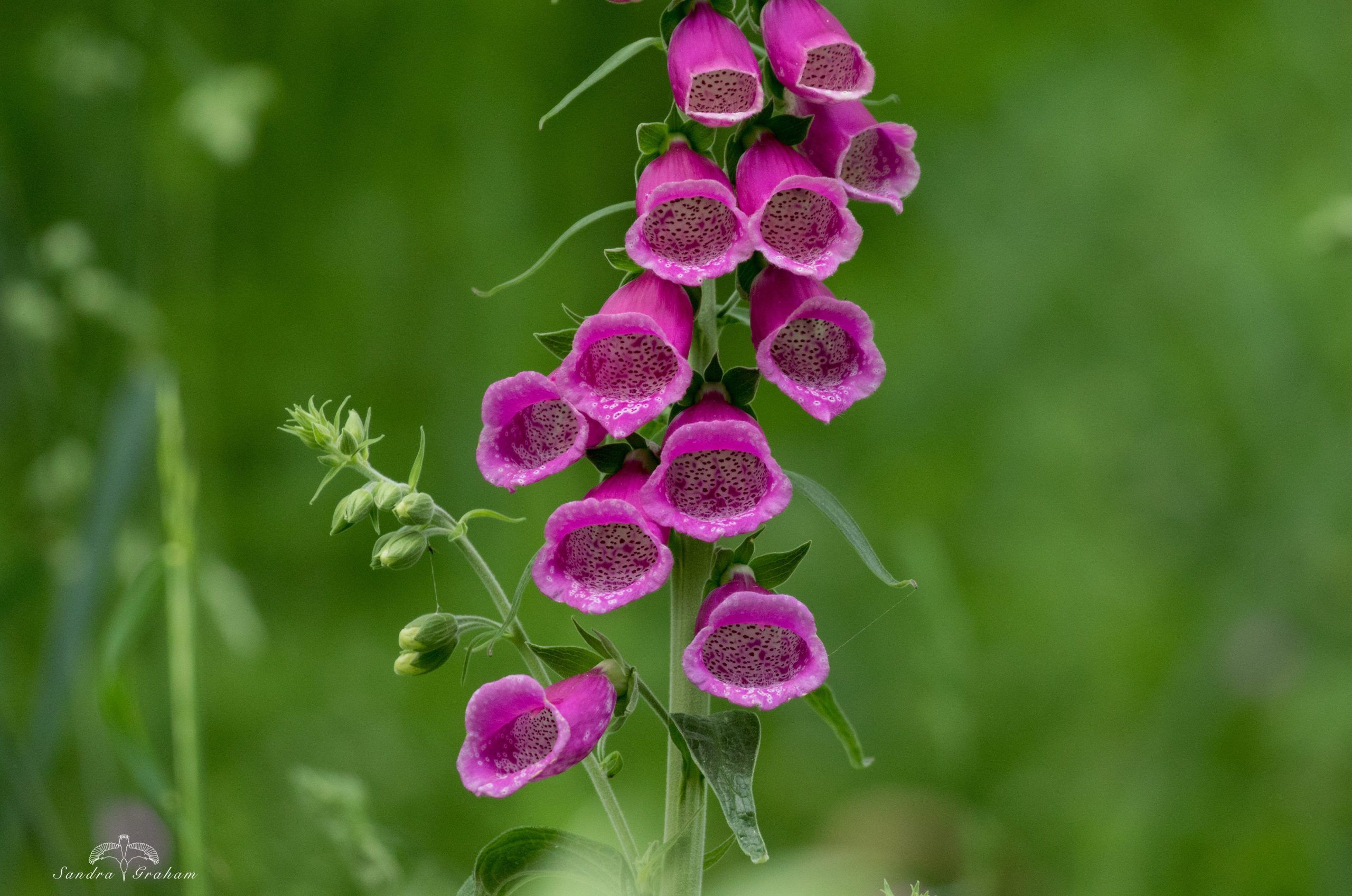 Foxglove-Sandra-Graham-large-1-scaled-aspect-ratio-540-358