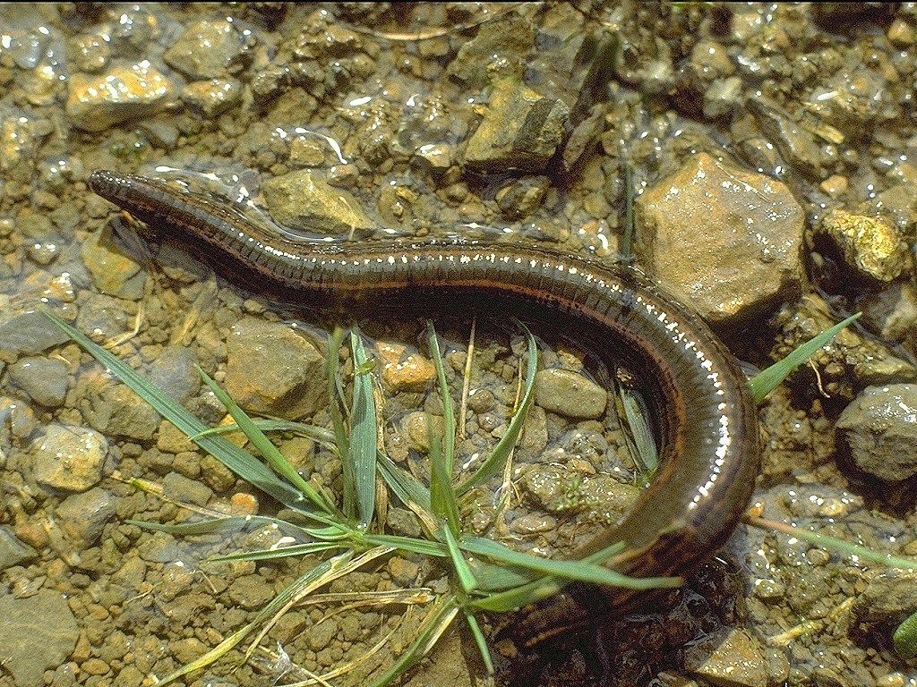 Image of a medicinal leech resting in a shallow pool of water.