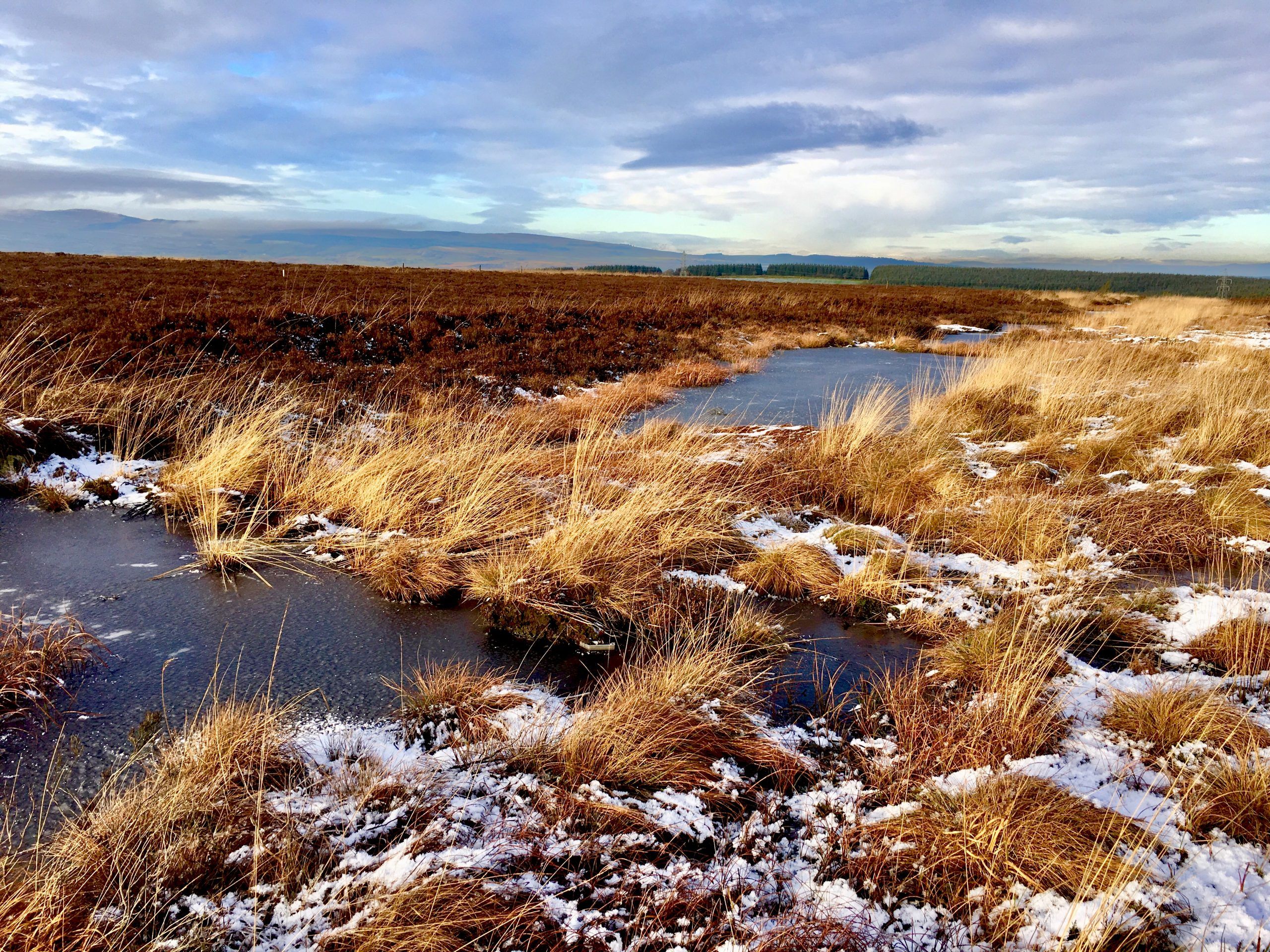 Lowland raised Bog pools (c) Buglife