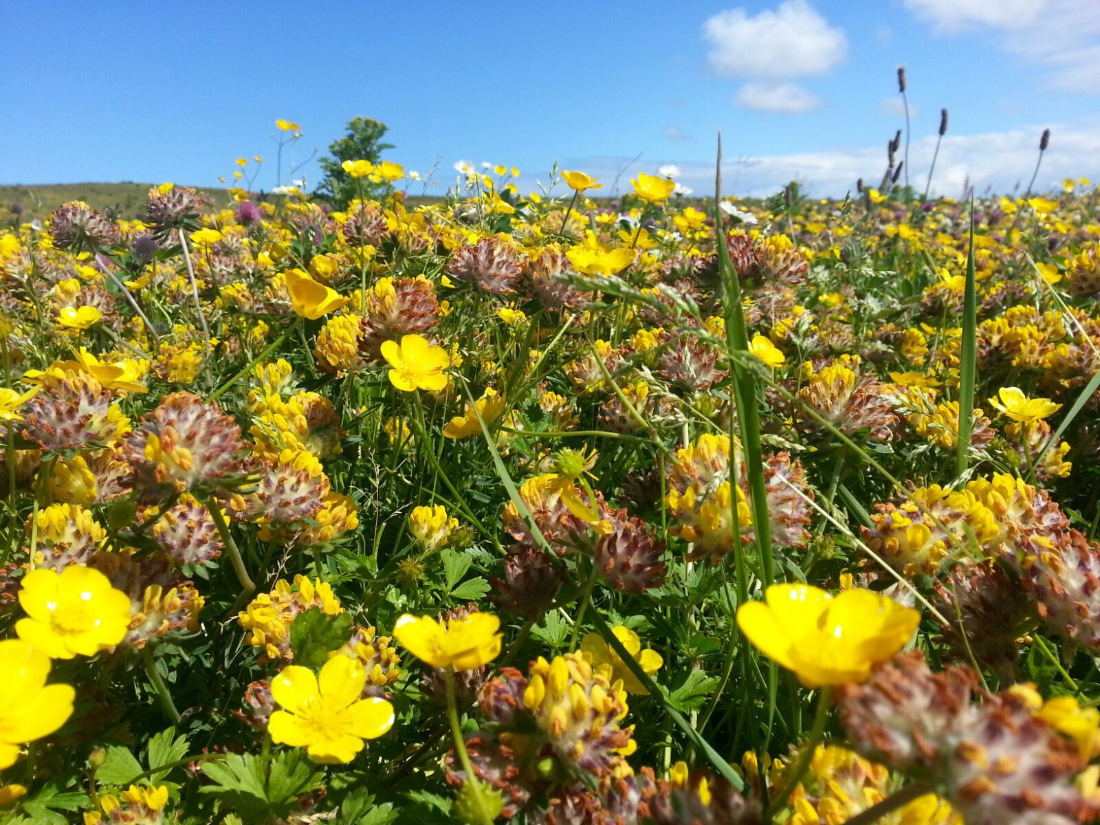 Bumblebee Conservation Trust