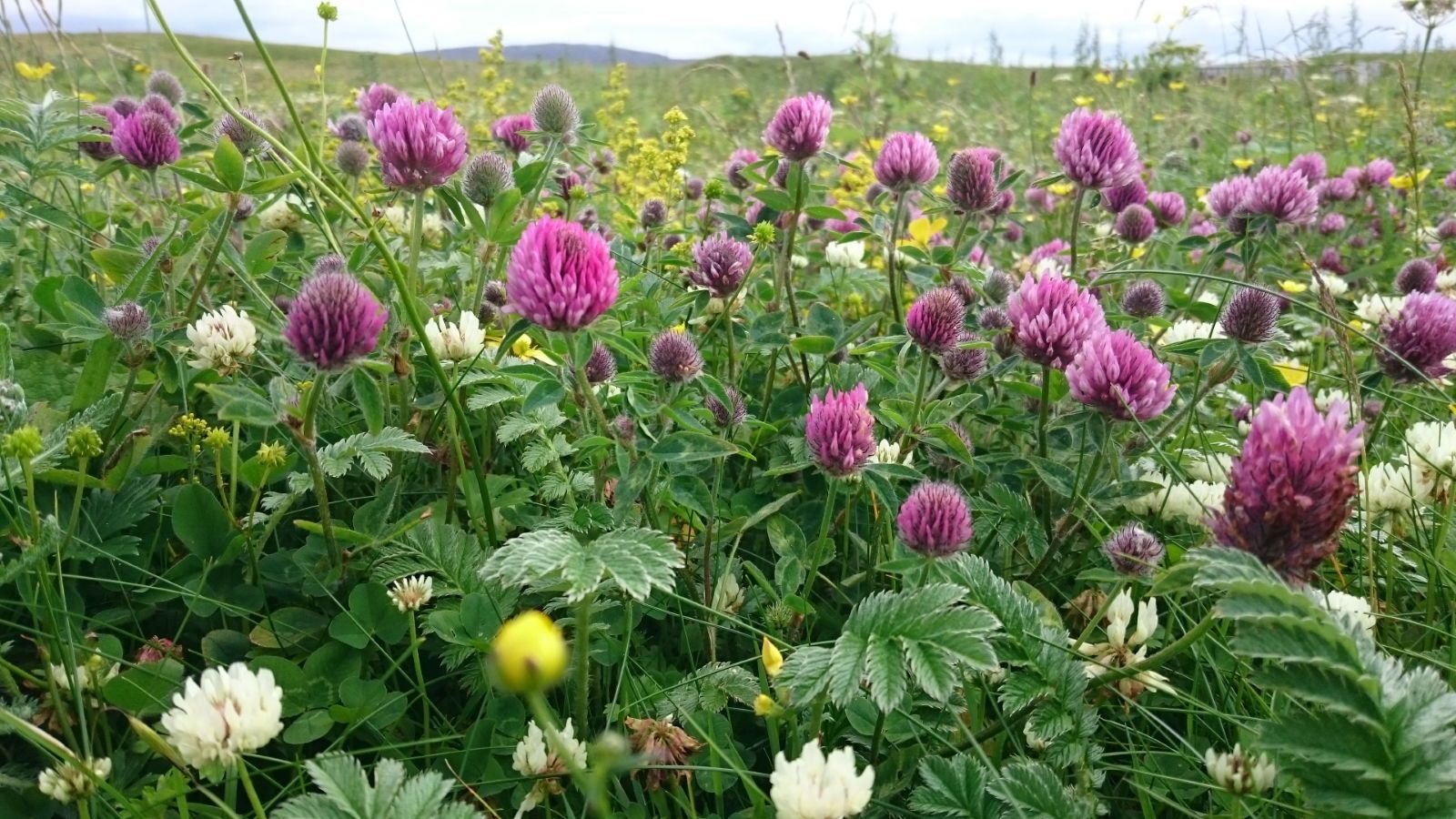 Bumblebee Conservation Trust