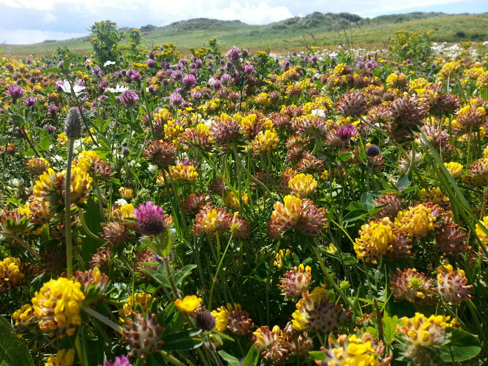 Bumblebee Conservation Trust