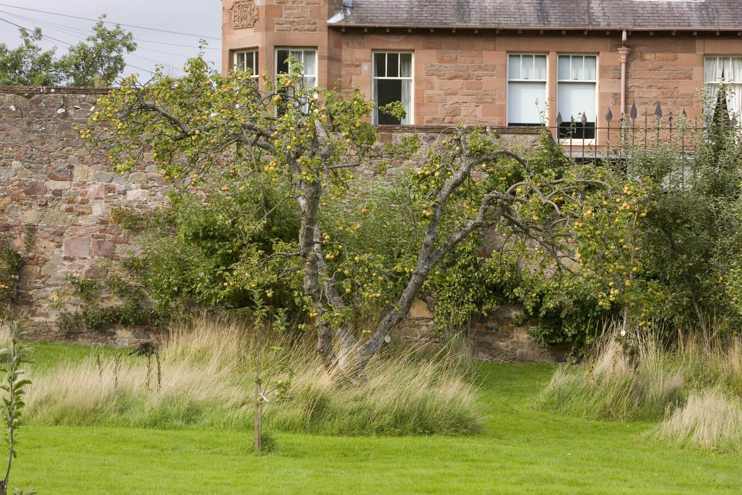 Traditional Orchard