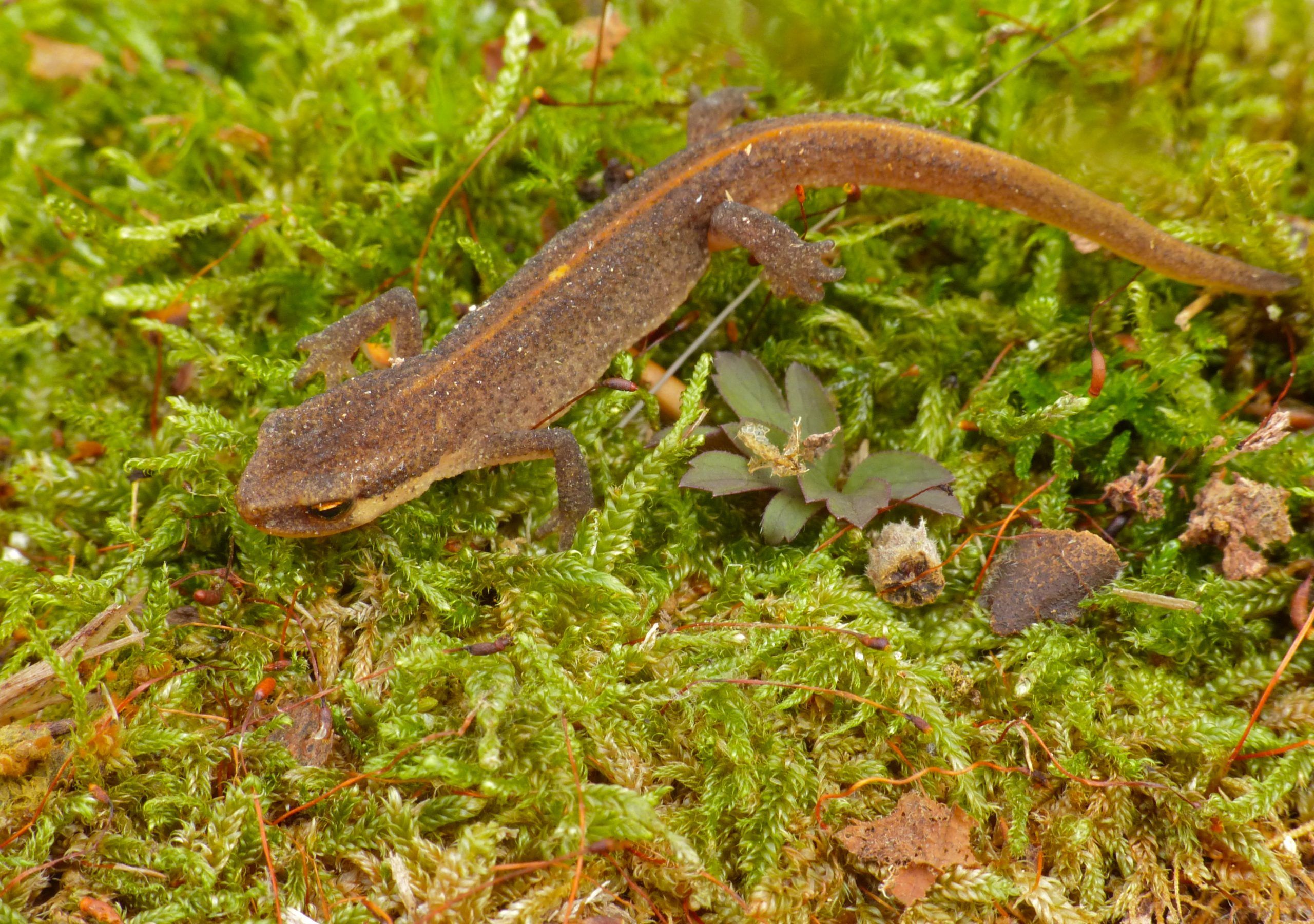 Newt Guidelines Amlodipine Newt Guidelines Amlodipine