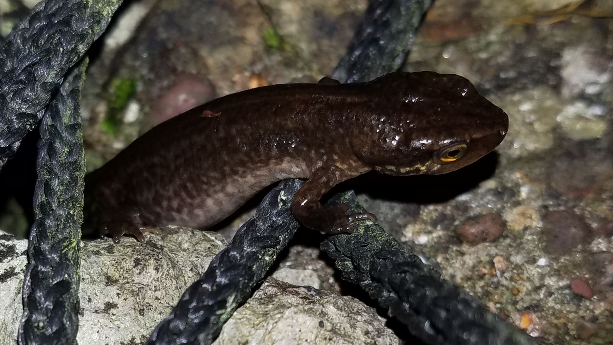 Image of a palmate newt crawling over some pebbles.