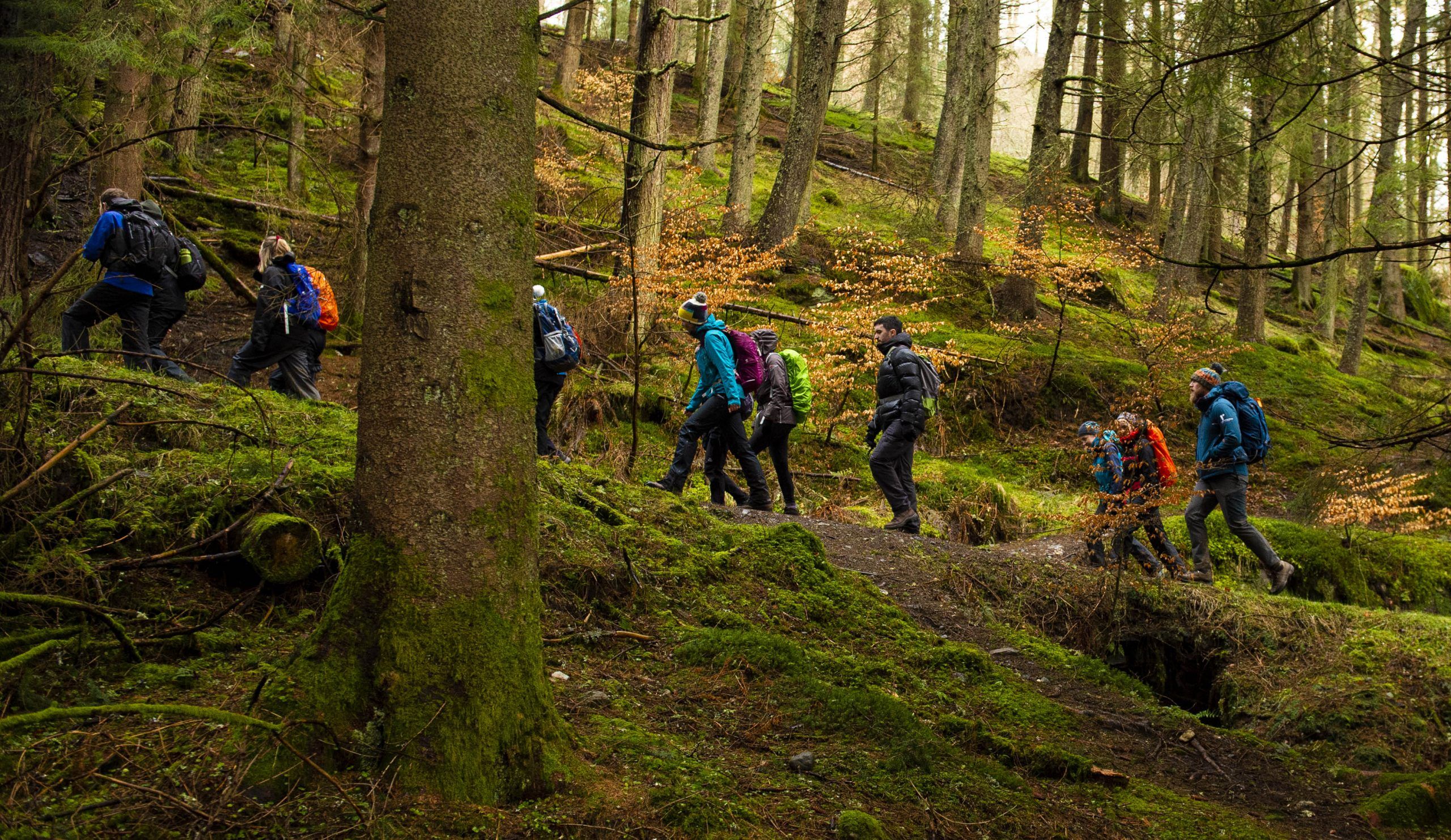 A group of people walking through a woodland path.