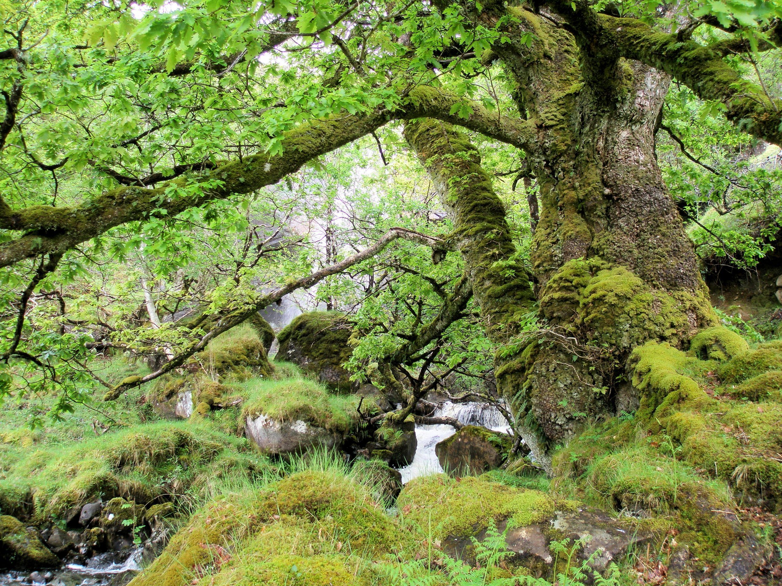 Scotland’s Rainforest - Scotlink