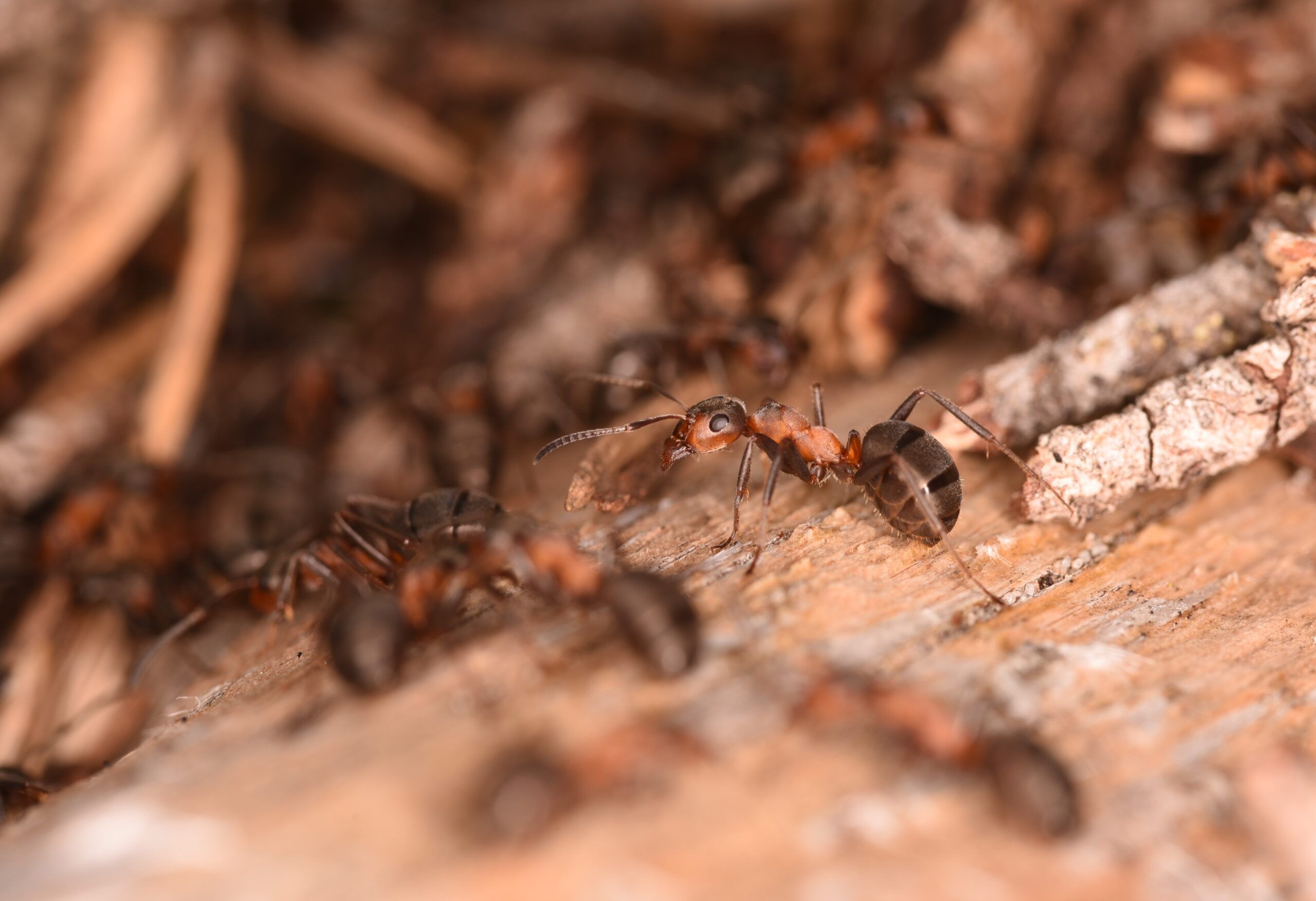 Close-up image of 10-20 Scottish wood ants walking over some bark.
