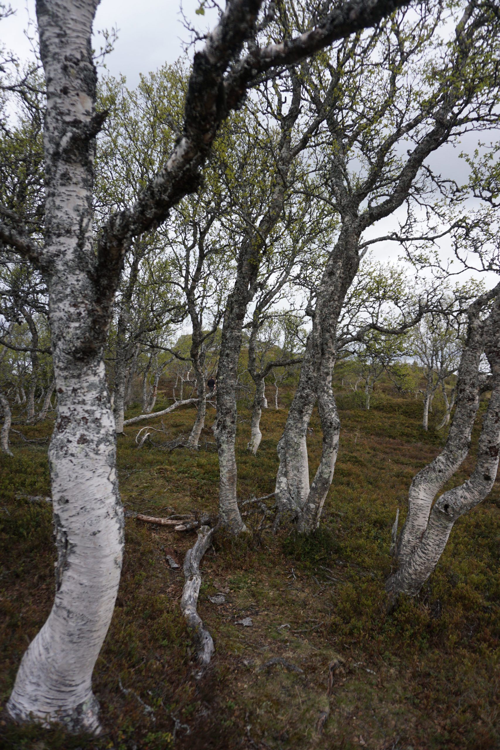 Upland Birch 1 (Norway)