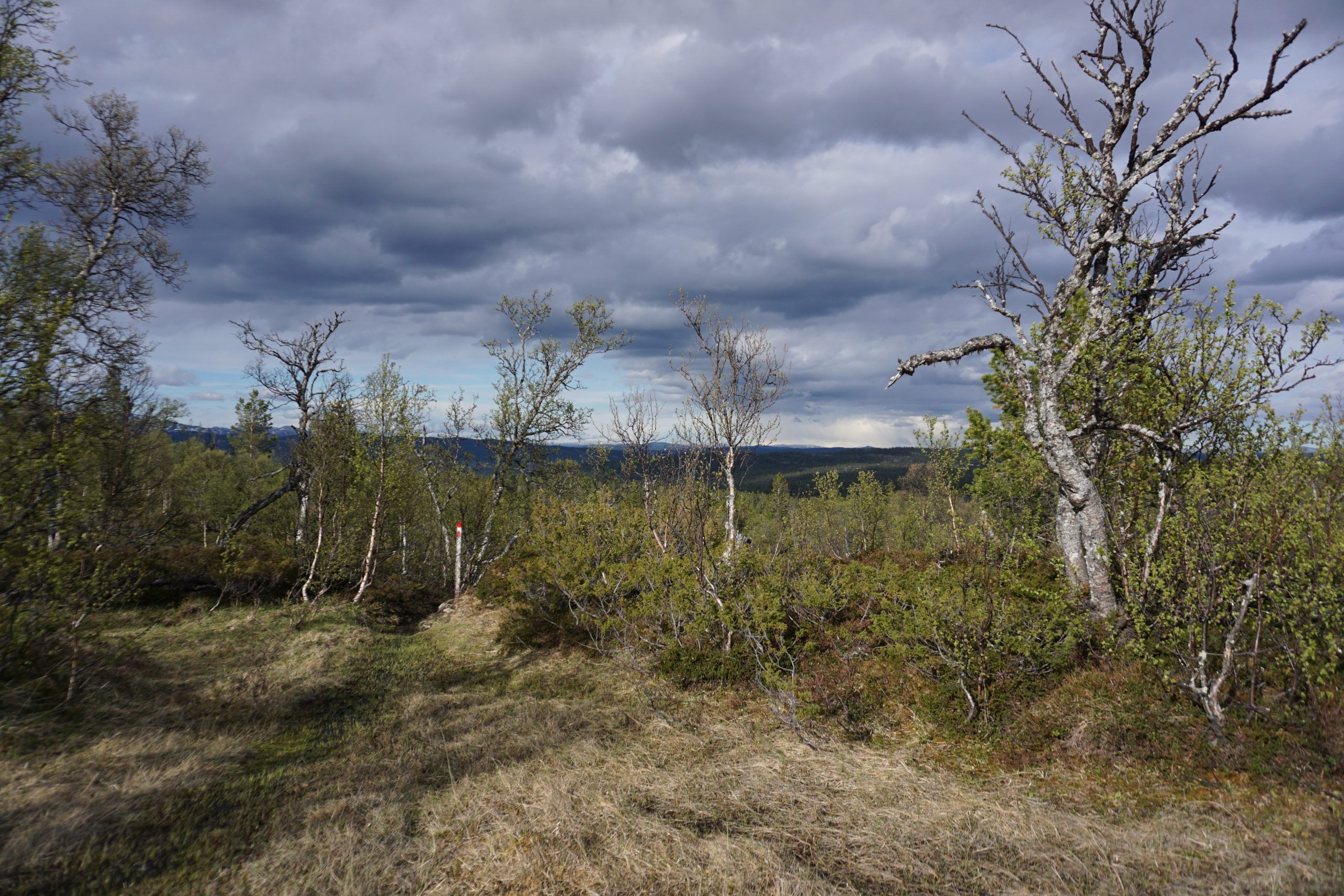 Upland Birch (Norway)