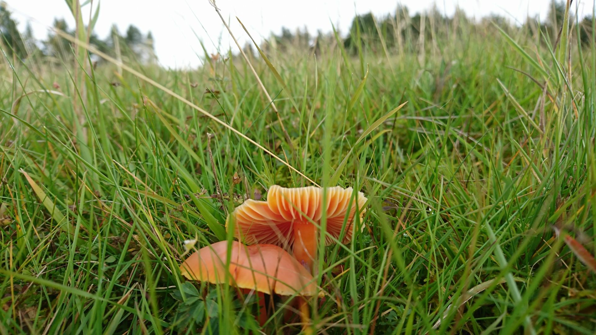 Waxcap (c) Alistair Whyte Plantlife