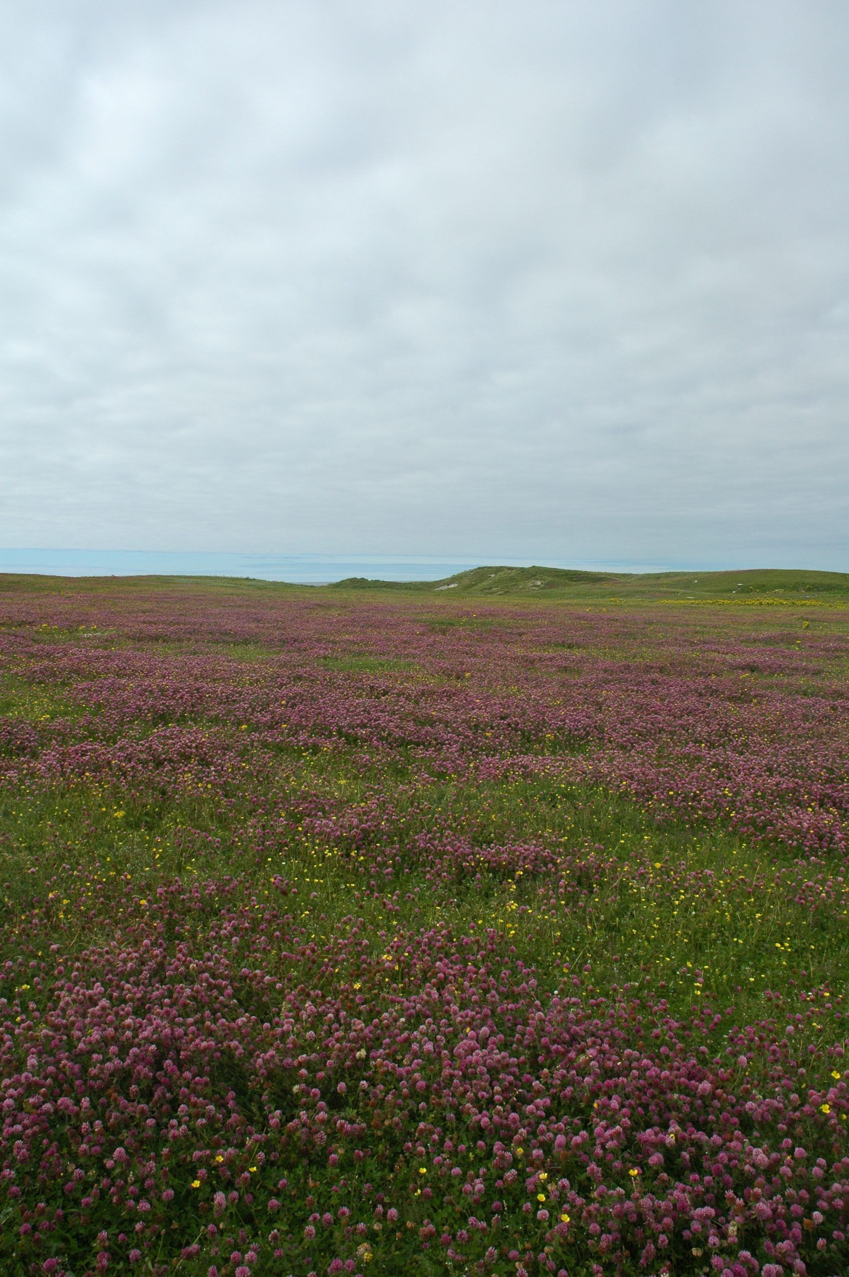 Bumblebee Conservation Trust