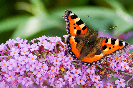 web_butterfly_iStock-892065730-aspect-ratio-540-358