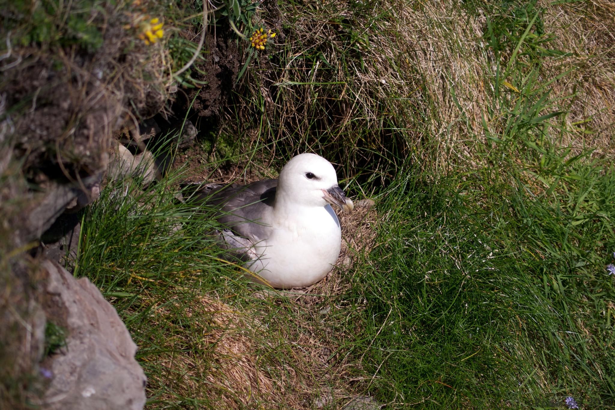 Fulmar RodericT CC 2.0