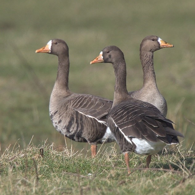 Image of three white-fronted geese standing in a grassy field