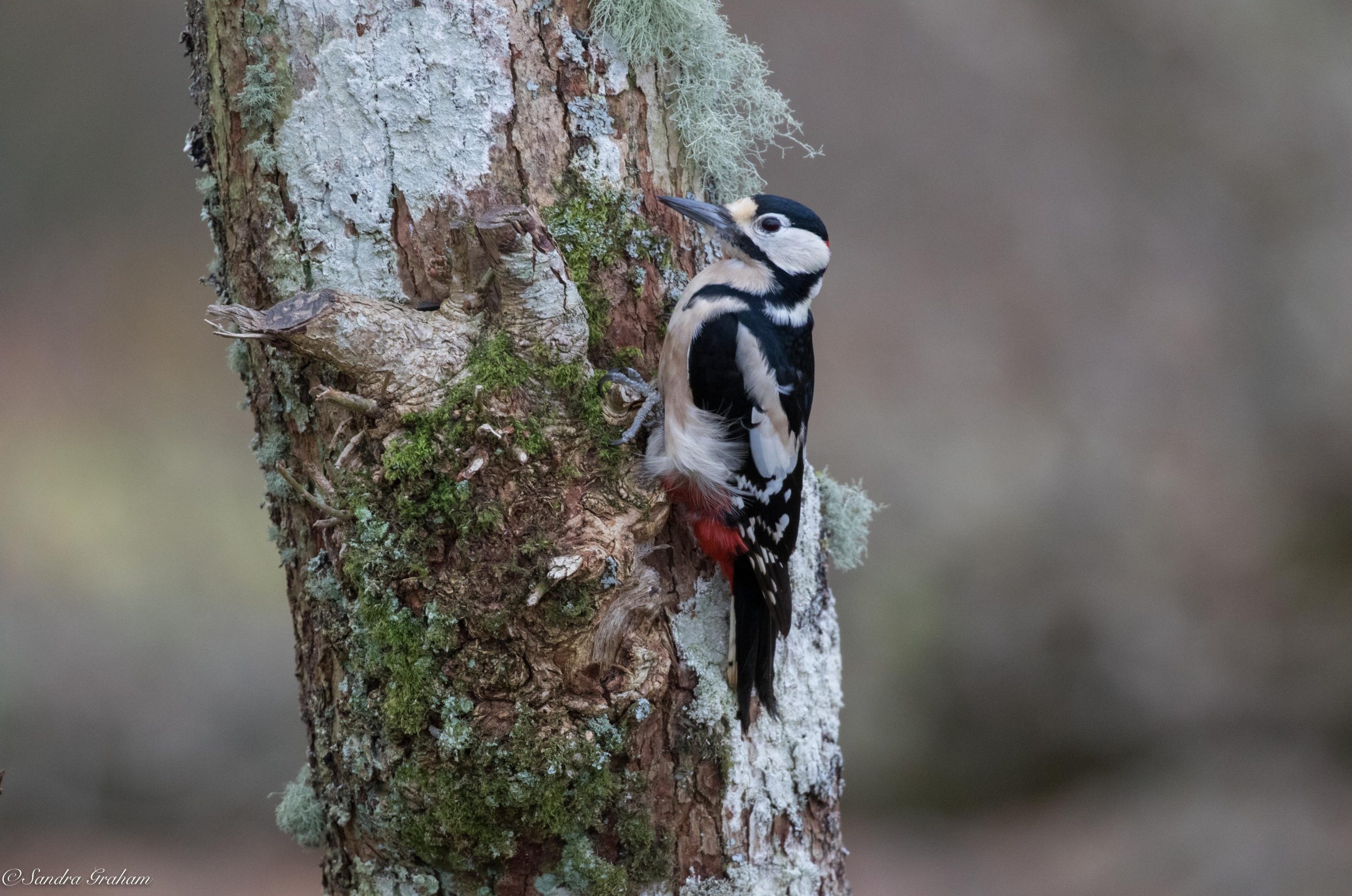 Ardfern-Woodpecker-Sandra-Graham-scaled-e1631027757272-aspect-ratio-540-358