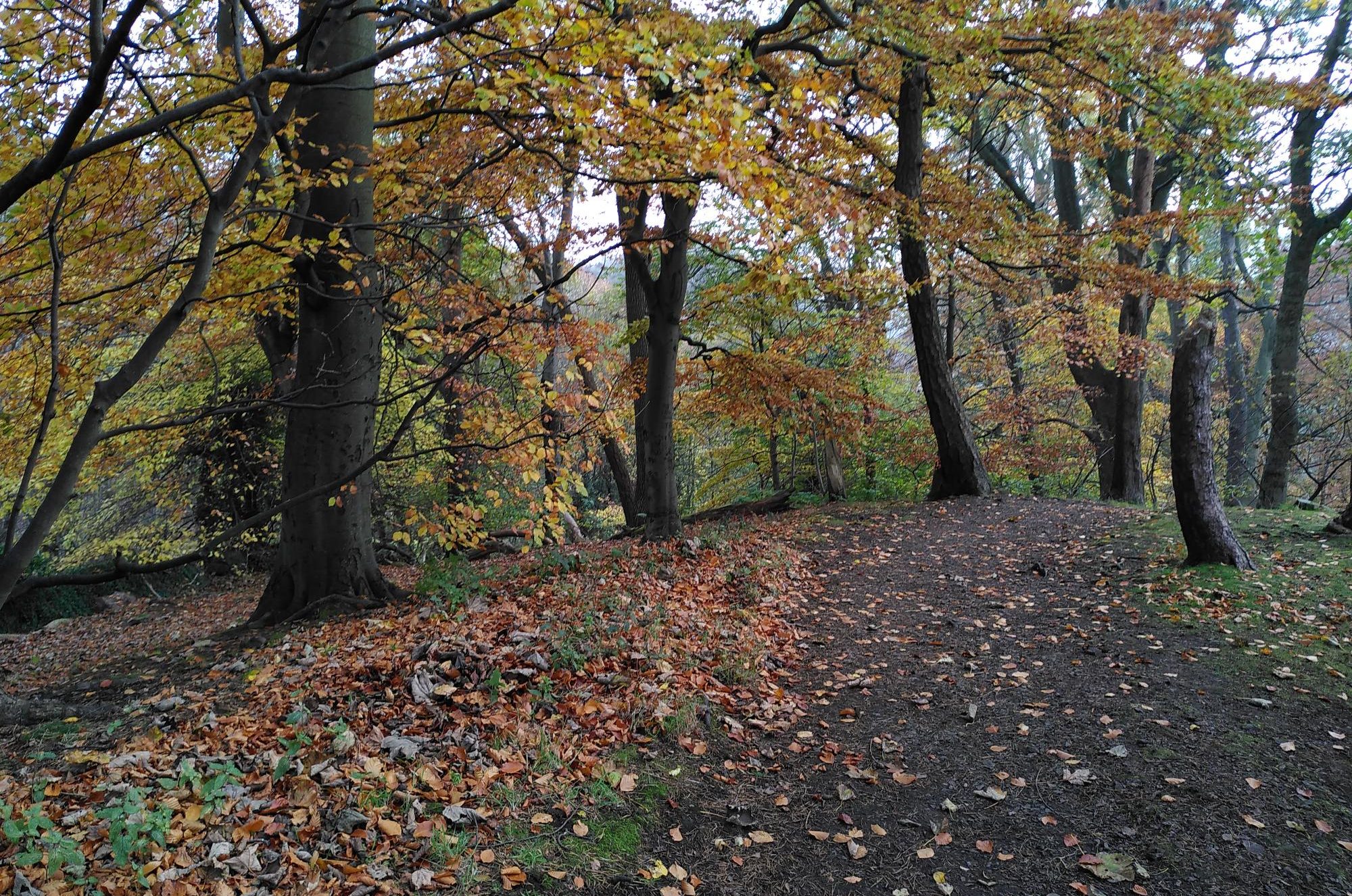 Autumn-in-the-Hermitage-of-Braid-aspect-ratio-540-358